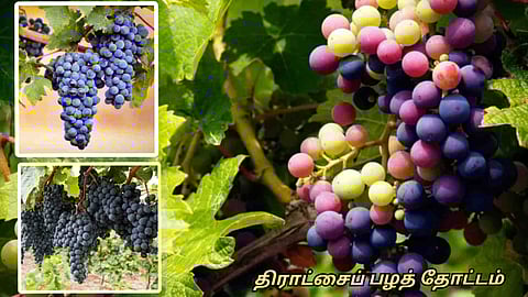 Grapes Garden