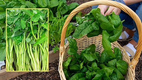 Importance of Spinach
