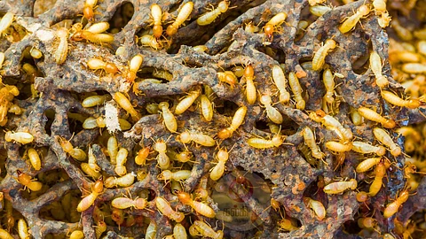 Termites