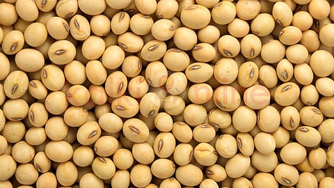 Soya Beans