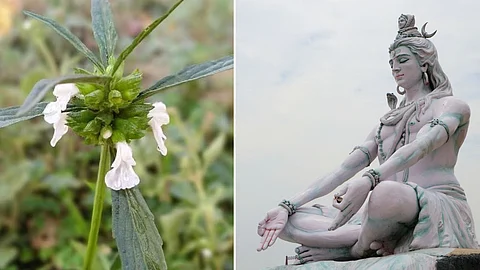An auspicious flower for Lord Shiva