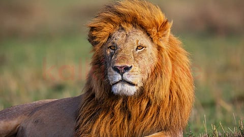 Lion