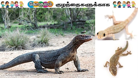 Let's learn about pangasius lizards!