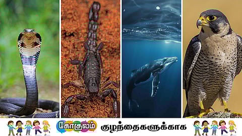 King cobra, Scorpions, Whales, falcon