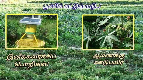 Vegetable Crops
