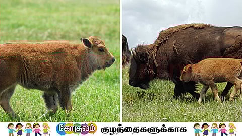 காட்டெருமையின் குட்டி