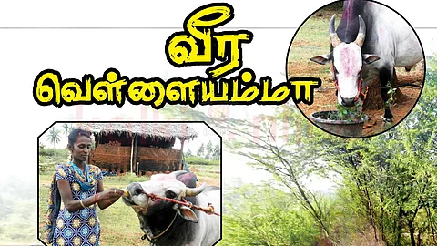 Renuka a bull farmer - Mangayar Malar January 1-15 - 2018 Issue