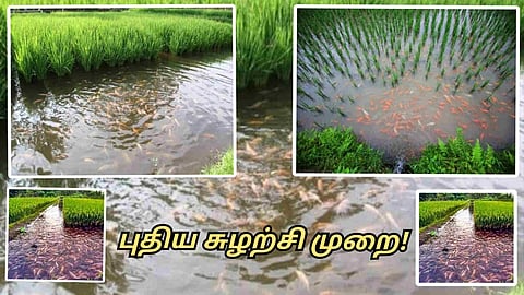 Crop Fish Farming