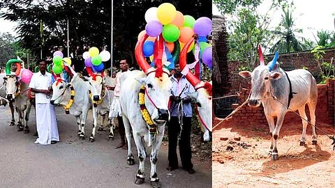 Do you know why we celebrate Maatu pongal?