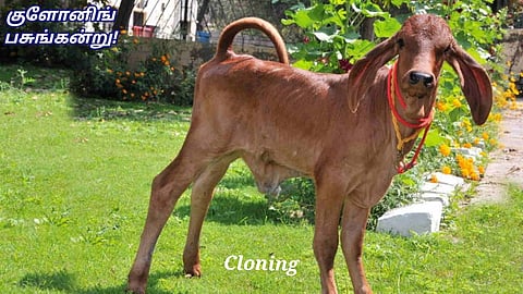 Ganga - Cloning Calf