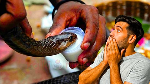 snake