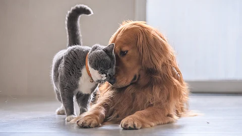 dog breeds friendly with cats