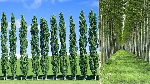 Poplar Tree Cultivation Attracts Farmers!