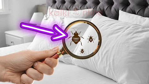 House bugs