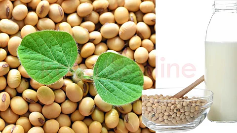 Soya is essential in daily diet...!