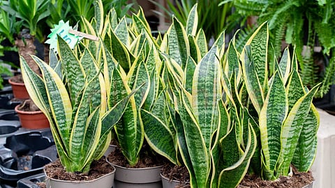 Health Benefits of Snake Plant