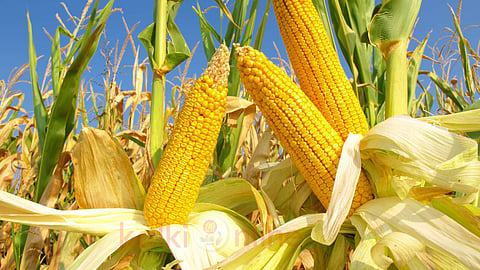 Corn