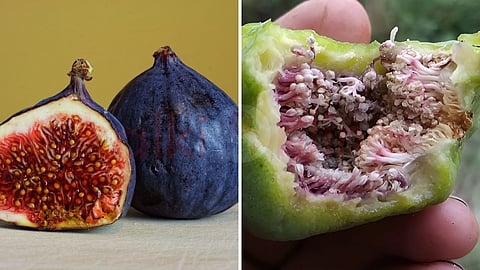 அத்திப்பூ