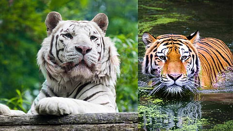 India's national animal in danger!