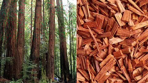 Low Cost and High Income!