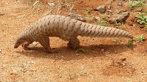 Pangolins