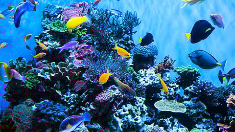 Aquariums that reduce stress and improve health!