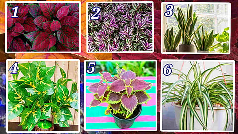 Beautiful Plants