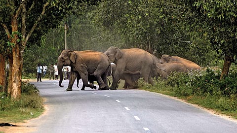 Elephant vs humans problem