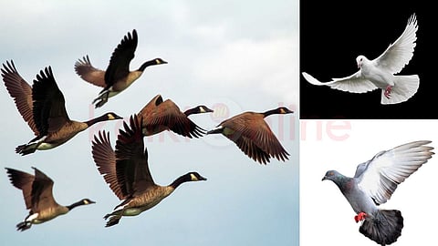 The bird that is looking for, and the man that chases away!