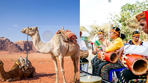 Camel Beauty contest