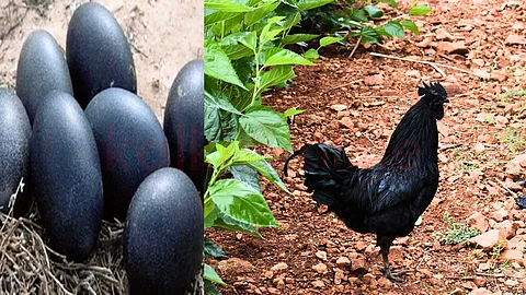 Do you know about the black egg laying hen?