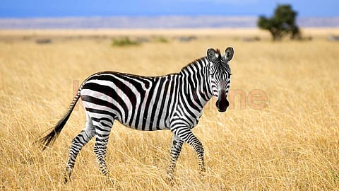 zebras and their unique features