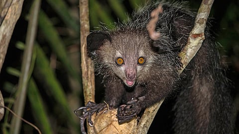 aye-aye