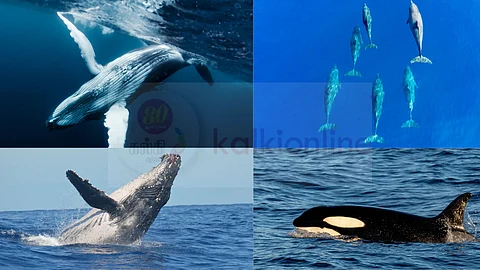 Types of whales