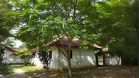 முருங்கை