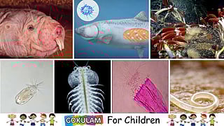 7 rare animals that can live without oxygen