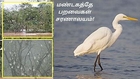 Mandagadde Birds Sanctuary
