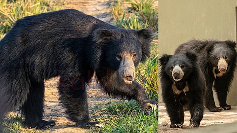 Let's learn about Sloth Bears?