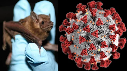new coronavirus variant