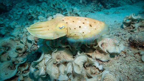 Surprising Facts About Cuttle Fish!