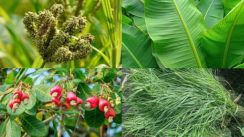4 leaves full of medicinal properties