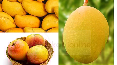 Mango varieties