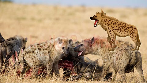 Some rare facts about hyenas!