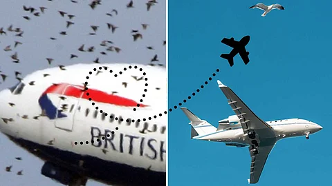 Birds threatening airplane passengers..!