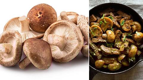 Mushroom is a medicine for infectious diseases..!