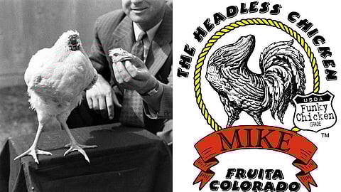mike the headless chicken