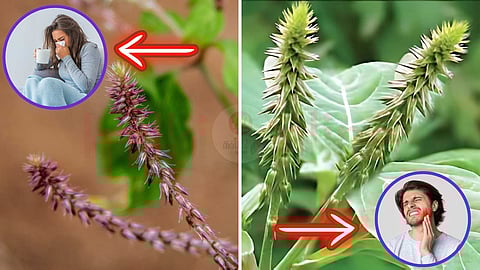 நாயுருவி