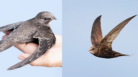 swift bird