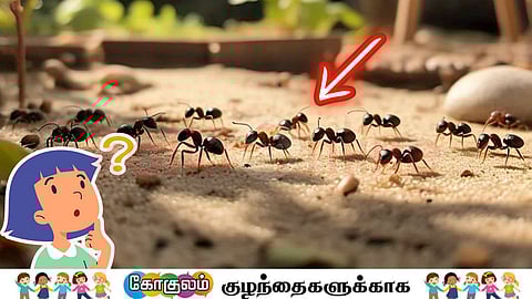 எறும்புகள்