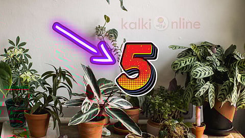 Plants